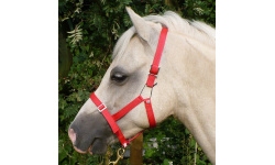 dhclsahe_katy_983x1024