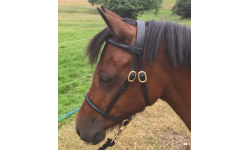 dlrashsl_ros1_910x1024