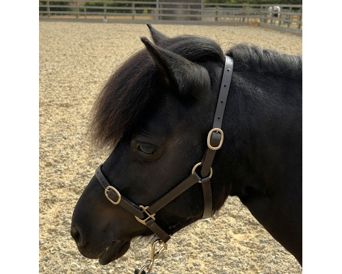best_headcollar_crx