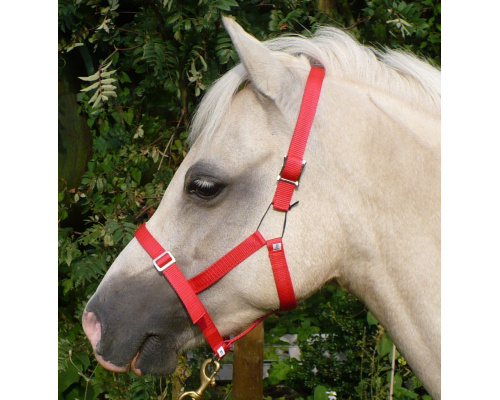 dhclsahe_katy_983x1024