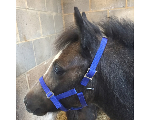 dhclsahe_royal_xs_1008x1024