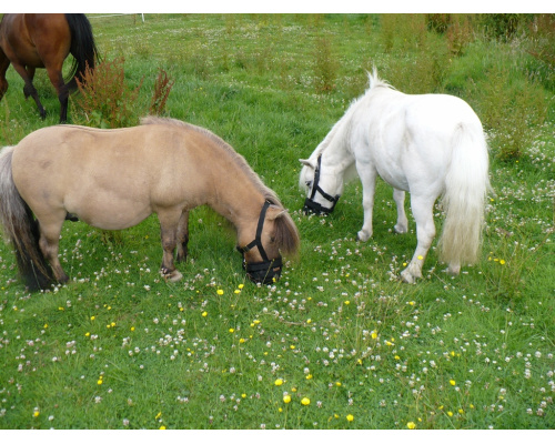 dmclgraz_dg_-_copy_1024x768