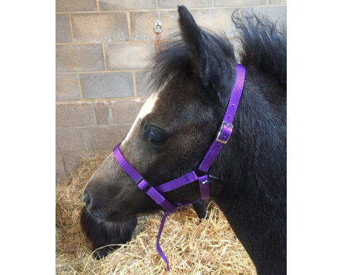 new_foal_safety_hcol1_864x1024